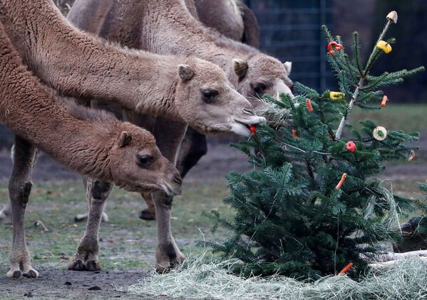 Lạc đà trong vườn thú Tierpark ở Berlin - Sputnik Việt Nam