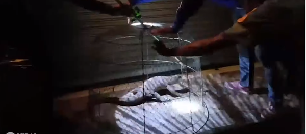 Bắt được con kỳ nhông trong nhà một phụ nữ trung niên - Sputnik Việt Nam