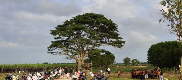 Cây cô đơn trong phim Mắt biếc ngoài đời thực - Sputnik Việt Nam