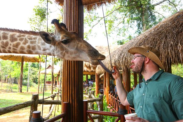 Du khách cho hươu cao cổ ăn tại công viên VinPearl Safari trên đảo Phú Quốc, Việt Nam  - Sputnik Việt Nam