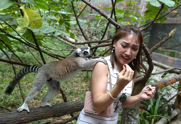 Vượn cáo tại công viên VinPearl Safari trên đảo Phú Quốc, Việt Nam - Sputnik Việt Nam