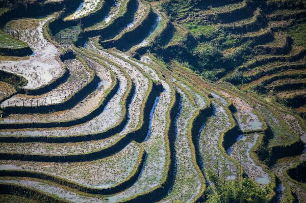 90% người Việt ăn gạo bẩn: Bôi nhọ và làm giảm uy tín gạo Việt Nam - Sputnik Việt Nam