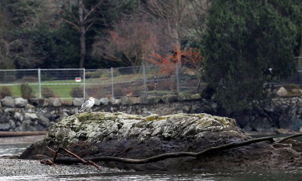 Thành phố North Saanich, nơi Hoàng tử Harry và công nương Meghan có thể chuyển đến - Sputnik Việt Nam