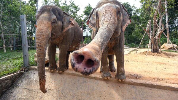 Những con voi tại công viên VinPearl Safari trên đảo Phú Quốc, Việt Nam - Sputnik Việt Nam