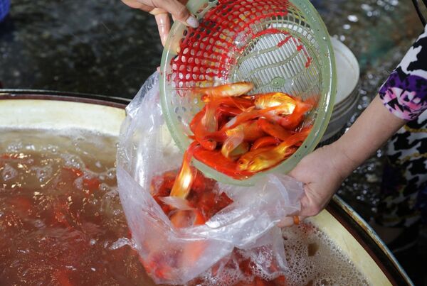 Cúng ông Công, ông Táo thế nào cho đúng? - Sputnik Việt Nam