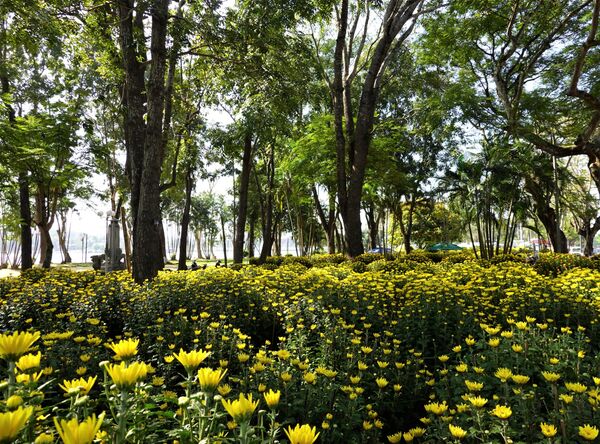 Cố đô Việt Nam duyên dáng hơn trong rừng hoa Tết - Sputnik Việt Nam