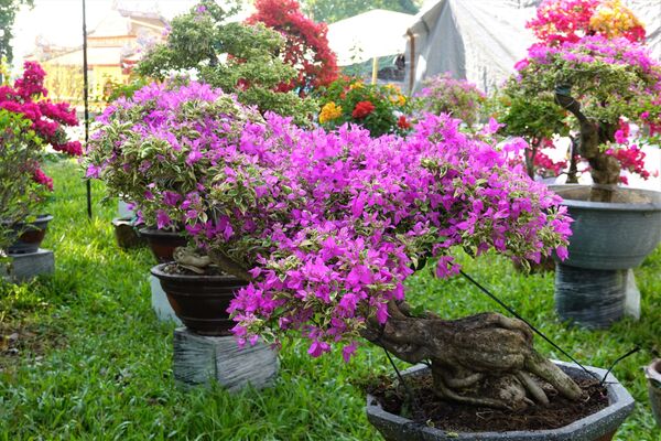 Cố đô Việt Nam duyên dáng hơn trong rừng hoa Tết - Sputnik Việt Nam