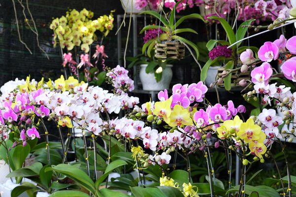 Cố đô Việt Nam duyên dáng hơn trong rừng hoa Tết - Sputnik Việt Nam