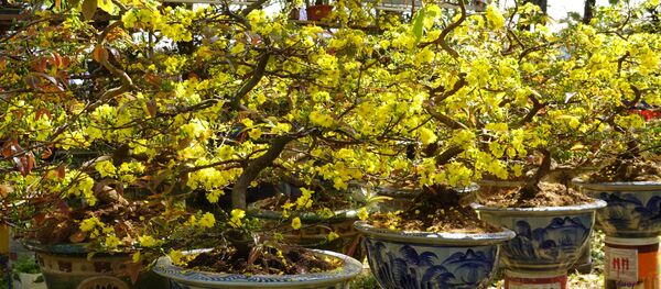 Mai Huế khoe sắc - Sputnik Việt Nam