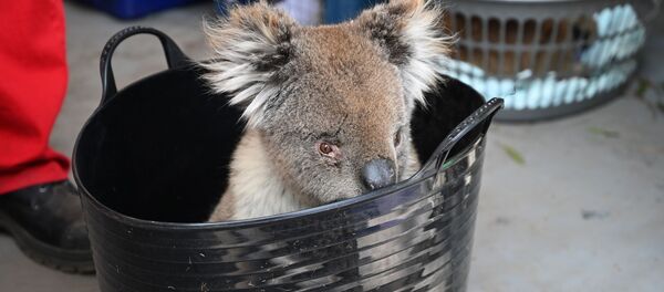 Một con gấu túi bị thương đang chờ được chữa vết bỏng tại Bệnh viện dã chiến trong Công viên tự nhiên hoang dã, đảo Kangaroo, Australia   - Sputnik Việt Nam