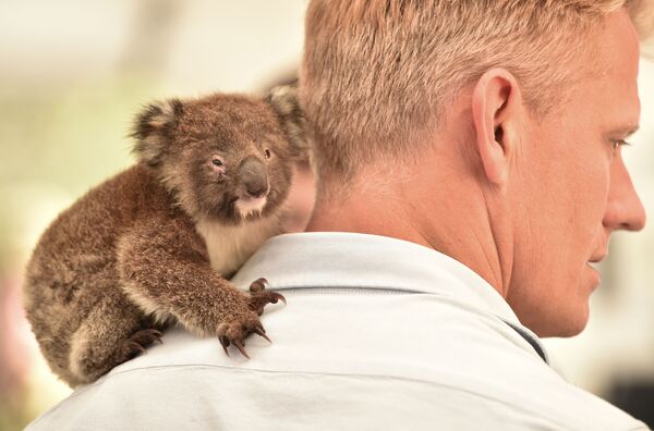 Gấu túi koala ngồi trên vai bác sĩ thú y trong Bệnh viện dã chiến trong Công viên tự nhiên hoang dã,  đảo Kangaroo, Australia   - Sputnik Việt Nam