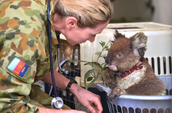 Gấu túi koala bị thương trong Bệnh viện dã chiến trong Công viên tự nhiên hoang dã, đảo Kangaroo, Australia   - Sputnik Việt Nam