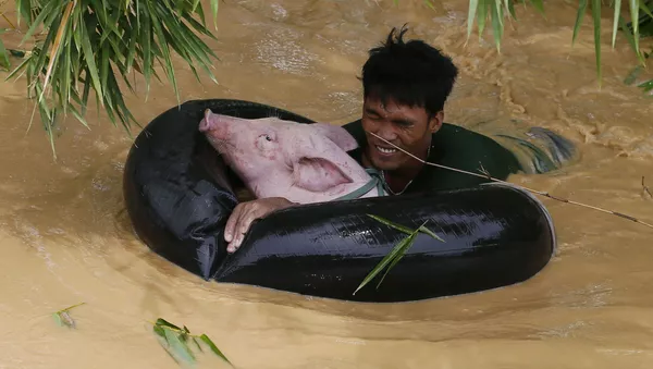 Giải cứu heo sau trận bão ở Philippines, năm 2015 - Sputnik Việt Nam