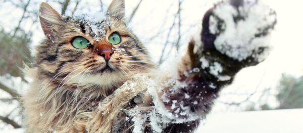 Mèo chơi đùa với tuyết - Sputnik Việt Nam