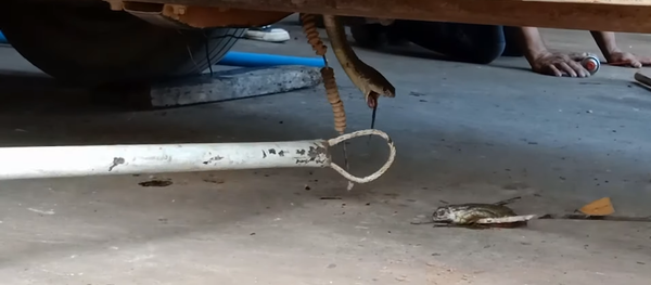 Rắn hổ mang nôn ra con cóc sống khi gặp cảnh sát Rắn hổ mang nôn ra con cóc sống khi gặp cảnh sát - Sputnik Việt Nam