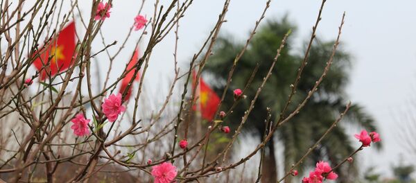 Đào Nhật Tân nở sớm chuẩn bị phục vụ Tết Canh Tý 2020. - Sputnik Việt Nam