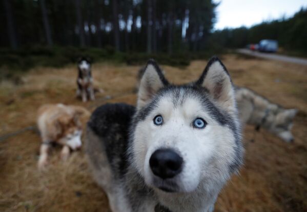 Chó Husky trong cuộc đua chó kéo xe Aviemore Sled Dog Rally tại Feshiebridge, Scotland - Sputnik Việt Nam