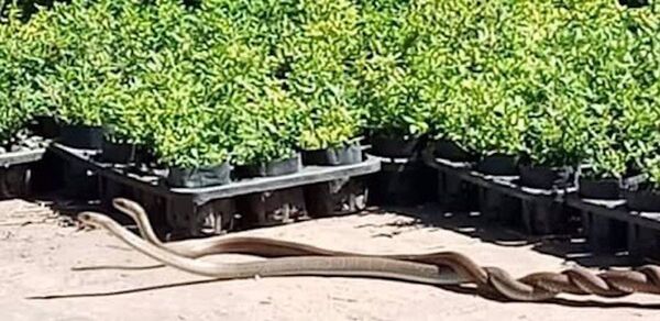 Bất ngờ cặp rắn quấn lấy nhau ở khu di tích anh em nhà Quang Trung-Nguyễn Huệ - Sputnik Việt Nam