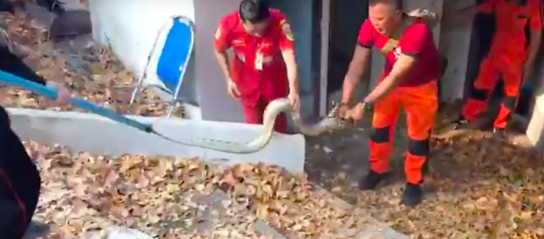 Sáu con trăn lớn cư ngụ trong ngôi chùa Phật giáo. - Sputnik Việt Nam