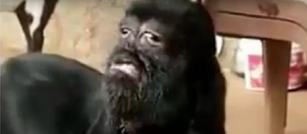 Một con dê đột biến gen có mặt người được tôn thờ như vị thần ở Ấn Độ Một con dê đột biến gen có mặt người được tôn thờ như vị thần ở Ấn Độ - Sputnik Việt Nam