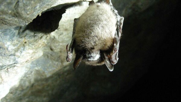 Dơi Myotis lucifugus  - Sputnik Việt Nam