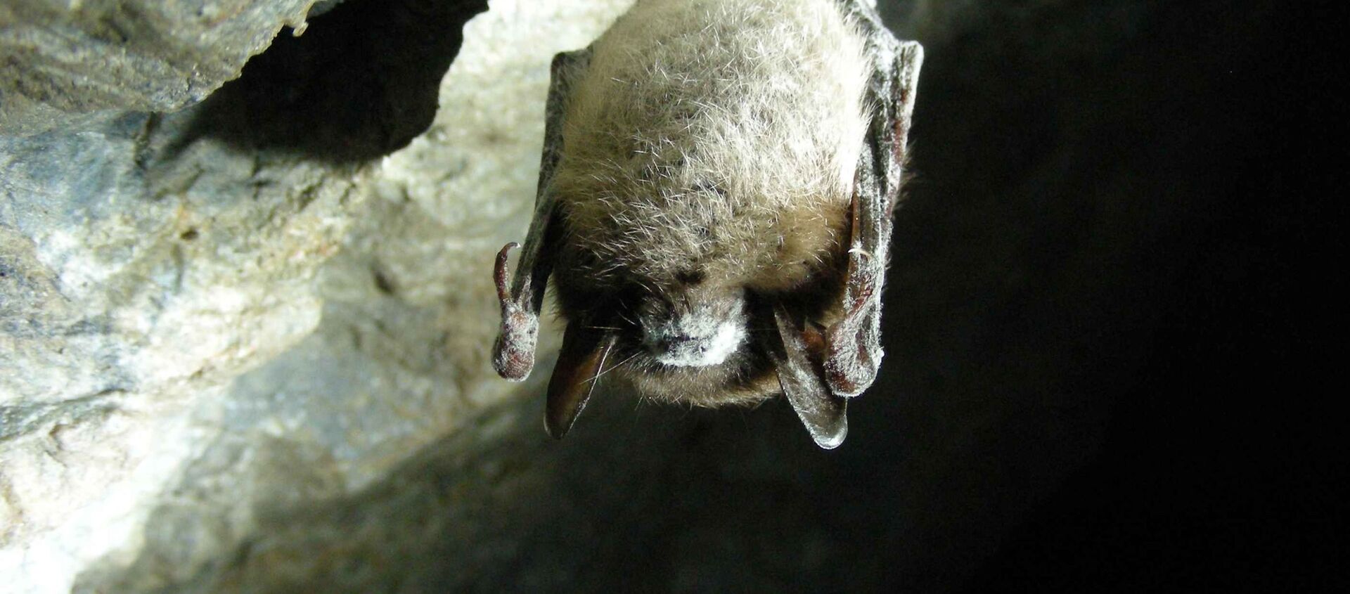 Dơi Myotis lucifugus  - Sputnik Việt Nam, 1920, 27.10.2020