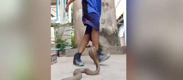 Chàng trai múa break-dance cho rắn hổ mang xem Chàng trai múa break-dance cho rắn hổ mang xem - Sputnik Việt Nam