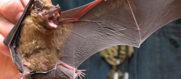 Băng bó của dơi tại trạm nghiên cứu về loài vật học của Viện Động vật học thuộc Viện Hàn lâm Khoa học Nga trên Spit Curonia - Sputnik Việt Nam