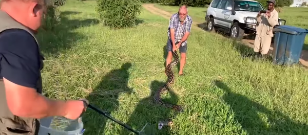 Con trăn tấn công hai người đàn ông ở Nam Phi Con trăn tấn công hai người đàn ông ở Nam Phi - Sputnik Việt Nam