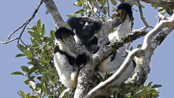 Indri trên cây - Sputnik Việt Nam