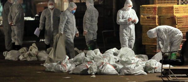 Dịch cúm gia cầm A/H5N1 Dịch cúm gia cầm A/H5N1 - Sputnik Việt Nam