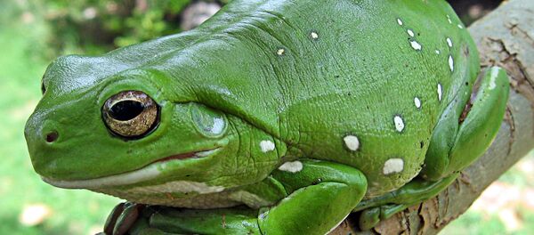 Ếch cây bụng trắng - Sputnik Việt Nam