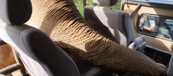 Con voi nổi tiếng thò vòi vào xe ô tô chở khách du lịch và phá hoại đồ đạc trong xe - Sputnik Việt Nam