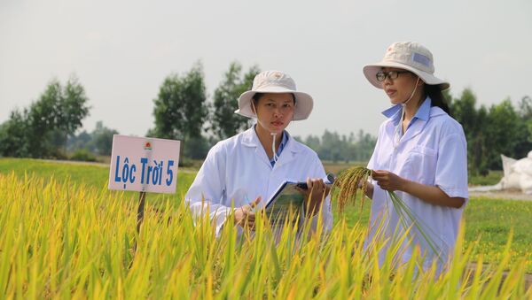 Hoạt động nghiên cứu giống lúa của Công ty Cổ phần Tập đoàn Lộc Trời tại Trung tâm nghiên cứu Nông nghiệp Định Thành, huyện Thoại Sơn, tỉnh An Giang.  - Sputnik Việt Nam