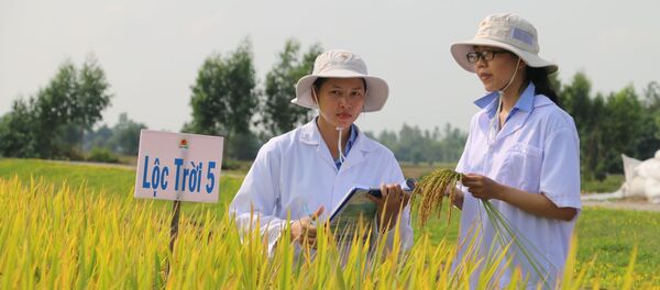 Hoạt động nghiên cứu giống lúa của Công ty Cổ phần Tập đoàn Lộc Trời tại Trung tâm nghiên cứu Nông nghiệp Định Thành, huyện Thoại Sơn, tỉnh An Giang.  - Sputnik Việt Nam