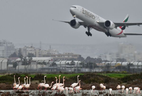 Chim hồng hạc trên hồ Muối gần sân bay Larnaca, Síp - Sputnik Việt Nam