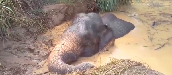 Hai giờ liền giải cứu voi mắc kẹt trong hố sâu ngập nước - Sputnik Việt Nam