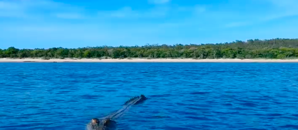 Một con cá sấu tấn công UAV. Một con cá sấu tấn công UAV. - Sputnik Việt Nam