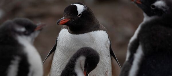 Đàn chim cánh cụt ở Nam Cực Đàn chim cánh cụt ở Nam Cực - Sputnik Việt Nam