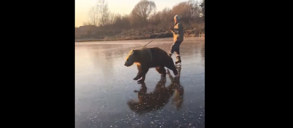 Gấu Nga - vận động viên trượt băng chinh phục mạng xã hội Gấu Nga - vận động viên trượt băng chinh phục mạng xã hội - Sputnik Việt Nam