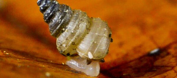 Các nhà khoa học đã phát hiện ra một loài ốc mới ở Brunei và đặt tên cho nó là Craspedotropis gretathunbergae - Sputnik Việt Nam