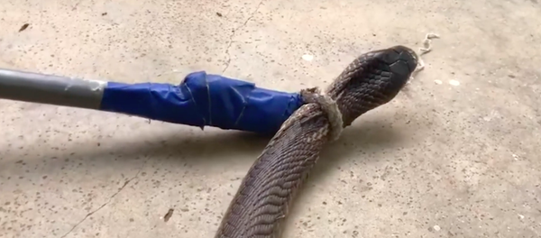 Bà nội trợ sợ hãi khi bắt gặp con rắn trong bếp. - Sputnik Việt Nam