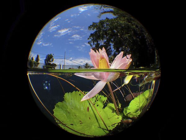 Ảnh «Uluna Lily» của nhiếp ảnh gia Malaysia Manbd, chiến thắng trong hạng mục «Cô đọng» của cuộc thi The Underwater Photographer of the Year 2020 - Sputnik Việt Nam