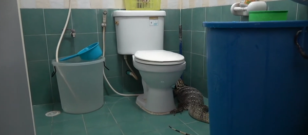 Thằn lằn khổng lồ quyết định tắm rửa dù chẳng ai mời - Sputnik Việt Nam