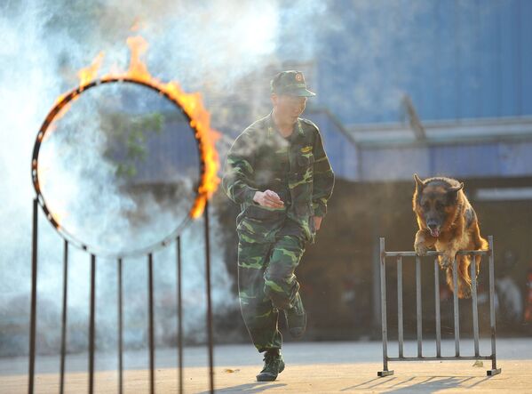 Trung úy Nguyễn Văn Vinh là huấn luyện viên chó nghiệp vụ thuộc đơn vị Đồn Biên phòng Cửa khẩu cảng Ninh Bình - Bộ đội Biên phòng tỉnh Ninh Bình - Sputnik Việt Nam