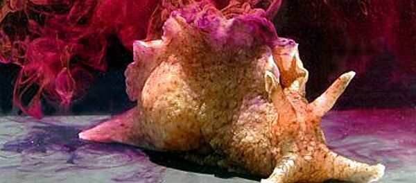 Con thỏ biển - Sputnik Việt Nam