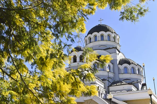 Cây mimosa bung hoa trong sân nhà thờ hình ảnh kỳ diệu của Chúa Cứu thế ở Sochi Cây mimosa bung hoa trong sân nhà thờ hình ảnh kỳ diệu của Chúa Cứu thế ở Sochi - Sputnik Việt Nam