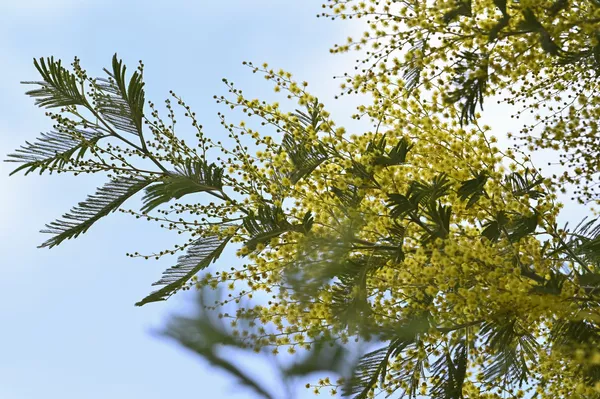 Hoa mimosa nở rộ ở Sochi Hoa mimosa nở rộ ở Sochi - Sputnik Việt Nam