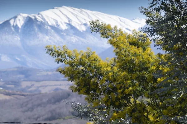 Cây mimosa trổ bông trên nền cảnh những ngọn núi phủ tuyết ở Sochi Cây mimosa trổ bông trên nền cảnh những ngọn núi phủ tuyết ở Sochi - Sputnik Việt Nam