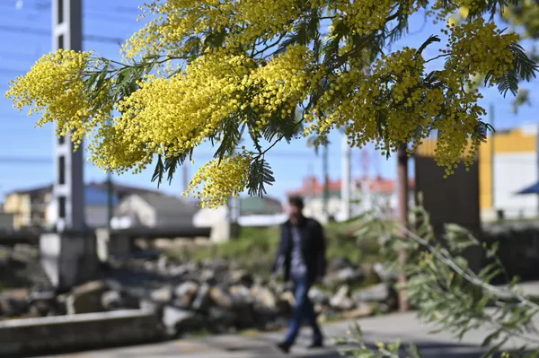 Hoa mimosa nở rộ ở Sochi Hoa mimosa nở rộ ở Sochi - Sputnik Việt Nam